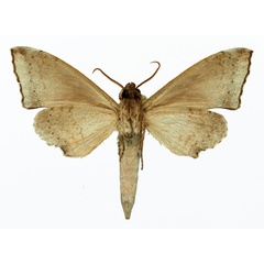 /filer/webapps/moths/media/images/P/paupercula_Polyptychus_AM_Basquin_01b.jpg