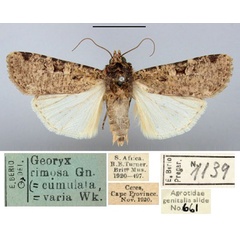 /filer/webapps/moths/media/images/V/varia_Agrotis_AM_BMNH.jpg