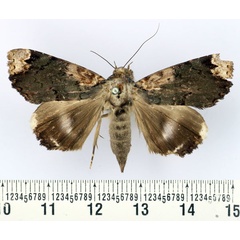 /filer/webapps/moths/media/images/E/evanescens_Nagia_AF_BMNH.jpg