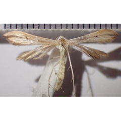 /filer/webapps/moths/media/images/O/orchatias_Picardia_AM_Bippus.jpg