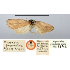 /filer/webapps/moths/media/images/F/fuscantis_Busseola_HT_BMNH.jpg
