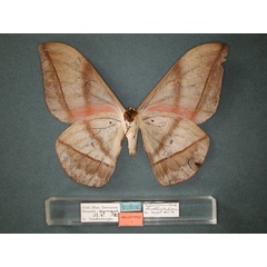 /filer/webapps/moths/media/images/D/dallastai_Lobobunaea_HT_RMCA_02.jpg