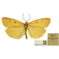 /filer/webapps/moths/media/images/R/rejecta_Cyana_AM_BMNH.jpg