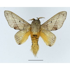 /filer/webapps/moths/media/images/D/delicatulus_Gastroplakaeis_AM_Basquin_02.jpg