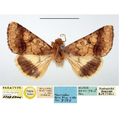 /filer/webapps/moths/media/images/A/assulta_Heliothis_PLT_BMNH.jpg