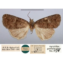 /filer/webapps/moths/media/images/P/percnopis_Elydna_HT_BMNH.jpg