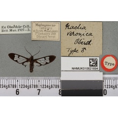 /filer/webapps/moths/media/images/V/veronica_Naclia_HT_BMNHa.jpg