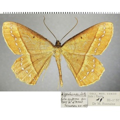 /filer/webapps/moths/media/images/A/argenteomaculata_Melinoessa_AM_ZSMa.jpg