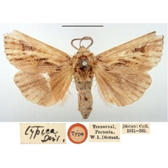 /filer/webapps/moths/media/images/T/typica_Matopo_HT_BMNH.jpg