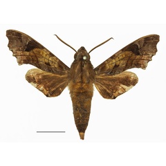 /filer/webapps/moths/media/images/H/hollandi_Temnora_AM_Basquina.jpg