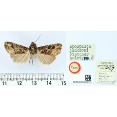 /filer/webapps/moths/media/images/J/jacksoni_Apospasta_HT_BMNH.jpg