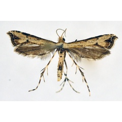 /filer/webapps/moths/media/images/A/africana_Ochyrotica_A_NHMO_01.jpg