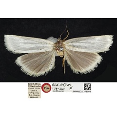 /filer/webapps/moths/media/images/A/argyrastis_Charltona_HT_NHMUK.jpg