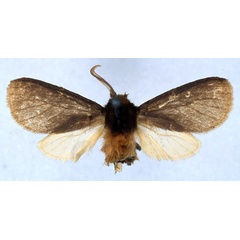 /filer/webapps/moths/media/images/P/priscilla_Metarctia_PT_BMNH_01.jpg