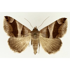 /filer/webapps/moths/media/images/D/derogans_Bastilla_AM_TMSA_01.jpg