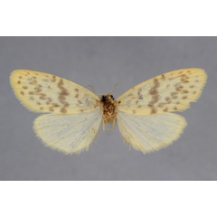 /filer/webapps/moths/media/images/O/obsolescens_Afrasura_A_BMNH.jpg