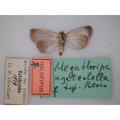 /filer/webapps/moths/media/images/N/nycteolella_Megathripa_HT_RMCA_02.jpg