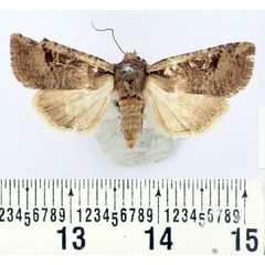/filer/webapps/moths/media/images/P/pallidicosta_Hyssia_AF_BMNH.jpg