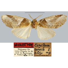 /filer/webapps/moths/media/images/E/euryala_Eurystaura_HT_MNHN.jpg