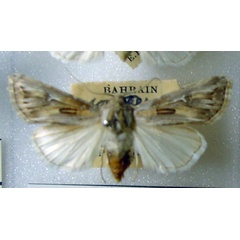 /filer/webapps/moths/media/images/S/sardzeana_Agrotis_AF_BMNH.jpg