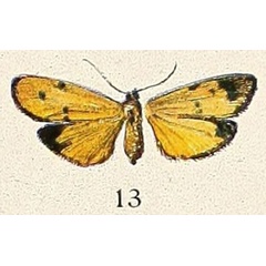 /filer/webapps/moths/media/images/N/nigrociliata_Eilema_HT_Aurivillius_19-13.jpg