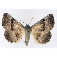 /filer/webapps/moths/media/images/Z/zonaria_Plecoptera_AM_TMSA_01.jpg