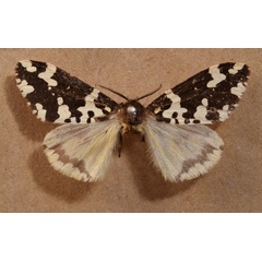 /filer/webapps/moths/media/images/R/rhodalipha_Rhypopteryx_AF_Butler.jpg
