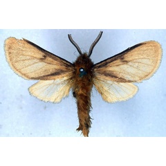 /filer/webapps/moths/media/images/P/pallens_Metarctia_HT_BMNH_01.jpg