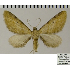 /filer/webapps/moths/media/images/S/semipallida_Eupithecia_AF_ZSM.jpg