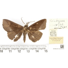 /filer/webapps/moths/media/images/C/congoana_Deinypena_HT_BMNH.jpg