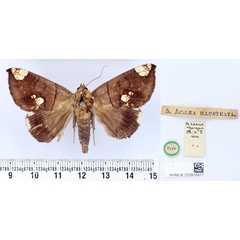 /filer/webapps/moths/media/images/I/illustrata_Achaea_HT_BMNH.jpg