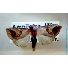 /filer/webapps/moths/media/images/P/pullula_Bryophilopsis_AM_PZBT.jpg