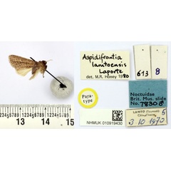 /filer/webapps/moths/media/images/L/lamtoensis_Aspidifrontia_PT_BMNH.jpg
