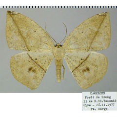 /filer/webapps/moths/media/images/T/tabitha_Epigynopteryx_AF_ZSM.jpg