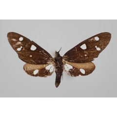 /filer/webapps/moths/media/images/T/tollini_Thyrosticta_A_BMNH.jpg