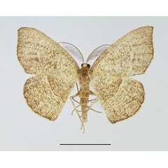 /filer/webapps/moths/media/images/H/haturata_Ochroplutodes_AM_TMSA_02.jpg