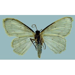 /filer/webapps/moths/media/images/V/vitiosaria_Scopula_AF_ZSMb.jpg