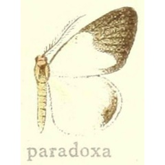 /filer/webapps/moths/media/images/P/paradoxa_Marbloides_HT_Hering_22i.jpg