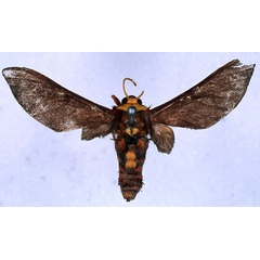 /filer/webapps/moths/media/images/D/daphaena_Balacra_HT_BMNH_01.jpg
