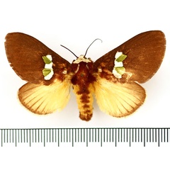 /filer/webapps/moths/media/images/A/albifrons_Latoia_AF_BMNH_01.jpg