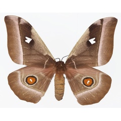/filer/webapps/moths/media/images/A/alcinoe_Bunaea_AF_Basquin.jpg