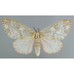 /filer/webapps/moths/media/images/R/rubroviridis_Lymantria_A_RMCA_03.jpg