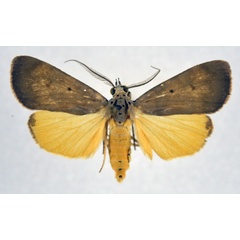 /filer/webapps/moths/media/images/A/africana_Digama_AM_NHMO_01.jpg