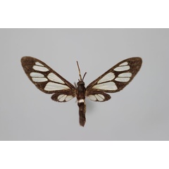 /filer/webapps/moths/media/images/M/miserabilis_Myopsyche_A_BMNH.jpg
