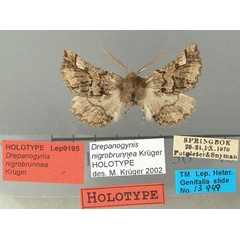 /filer/webapps/moths/media/images/N/nigrobrunnea_Drepanogynis_HT_TMSA.jpg