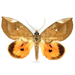 /filer/webapps/moths/media/images/M/miniatus_Lobophyllodes_AF_Basquin_01.jpg