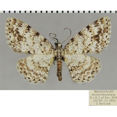 /filer/webapps/moths/media/images/V/vadoni_Ectropis_AF_ZSM.jpg