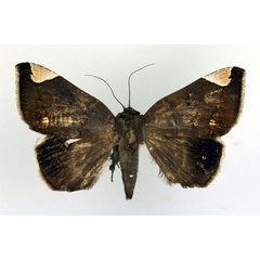 /filer/webapps/moths/media/images/J/jamesoni_Achaea_A_Legrain.jpg