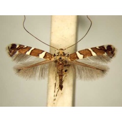 /filer/webapps/moths/media/images/G/geyeri_Telamoptilia_PT_TMSA6182.jpg