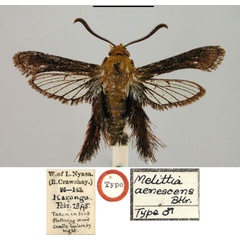/filer/webapps/moths/media/images/A/aenescens_Melittia_HT_BMNH.jpg